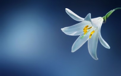 Mincir Et Revivre, Nutritionniste à Massy